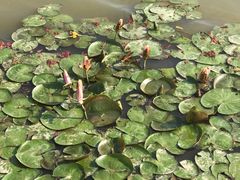 -大湾区中央湿地公园