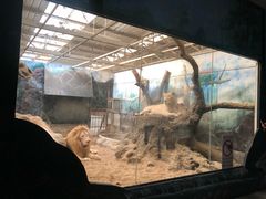 -清迈夜间动物园