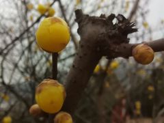 -香雪海