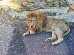 -大连森林动物园