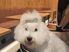 -momokira米努特·德文卷毛猫·棉花面纱犬