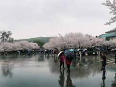-武汉大学-樱园