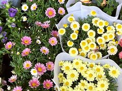 -溪岸路花鸟市场