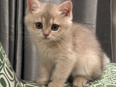 -伟伟宠物医院·瑞派猫友好医院·猫科(光谷店)
