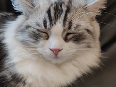 -飞行喵MR PILOT|猫舍·猫咖(静安大融城店)