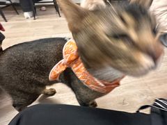 -柴迷FANS CLUB·柴犬狗咖·猫咖