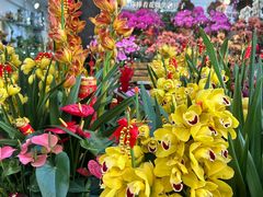 -溪岸路花鸟市场