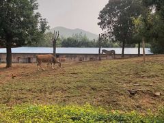 -石家庄市动物园