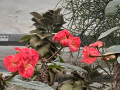 -国家植物园南园