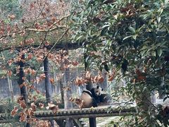 -中国大熊猫保护研究中心雅安碧峰峡基地