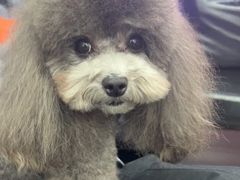 -FAELING PETS美天灵宠物(富力广场店)