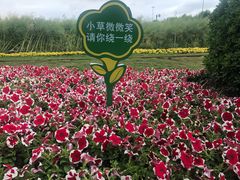 -苏州太湖西山岛开心农场