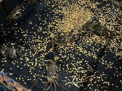 -秋月舫(阳澄湖湖滨中路店)