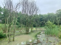 -西湖风景区-江洋畈生态公园