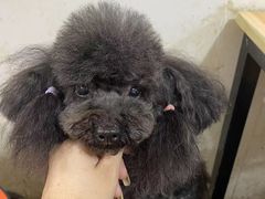 -沐沐家宠物(成寿寺店)