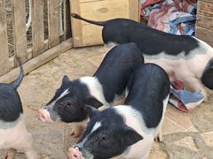 -HERRE·FARM 赫尔露营农场·团建聚会包场