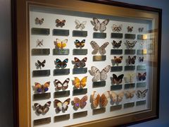 -上海昆虫博物馆