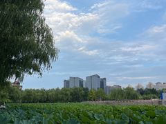 -莲花池公园