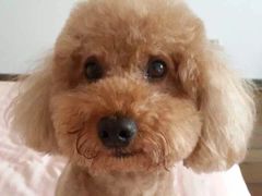 -A猫a狗全科·犬猫异宠·芥西宠物医院(南开总院)