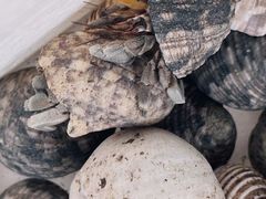 -青石桥花鸟鱼虫市场(叠翠城店)