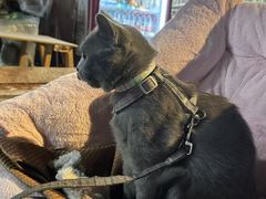 -小板凳(四公里店)