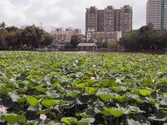 -荔湾湖公园