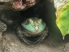 -广州长隆飞鸟乐园