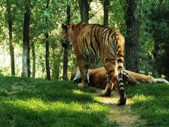 -北京野生动物园