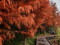 -昆山城市生态森林公园
