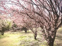 -蜀冈西峰生态公园