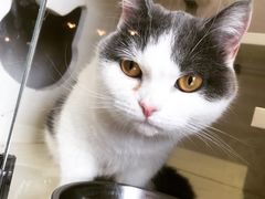 -70cat德文卷毛猫·缅因猫纯种猫舍