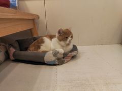 -Let's go狗咖·猫咖·奶狗·桌游(春熙路IFS店)