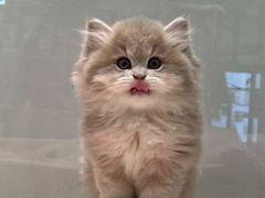 -babydoll猫舍·米努特·德文·缅因(久光中心店)