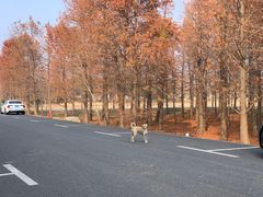 -广富林郊野公园-P5停车场