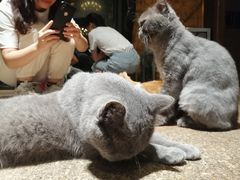 -more than meow吴止猫主题餐厅(承德 中船汇店)