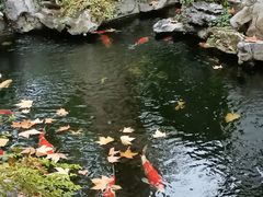 -鲤院·新中式美学·庭院餐厅(夫子庙店)