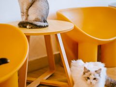 -有喵·猫咖·狗咖·40+猫狗有小奶狗(岗厦店)