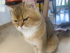 -猫在这儿猫咪咖啡馆·撸猫馆