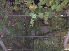 -ZING鲸鱼啤酒(葡萄院店)