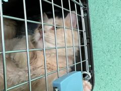 -北京观赏动物医院·24小时大型综合·猫专科·异宠专科