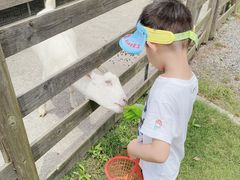 -前小桔亲子创意农场·草莓采摘·露营烧烤