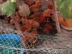 -马陆小张葡萄园农家乐