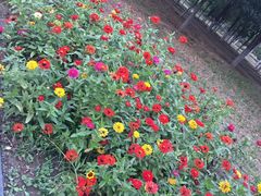 -永定河休闲森林公园