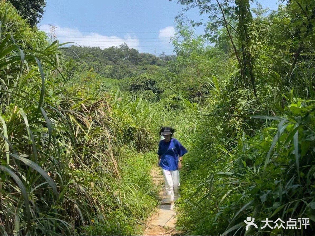 梅林山郊野径｜无楼梯爬山