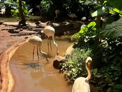 -海南热带野生动植物园