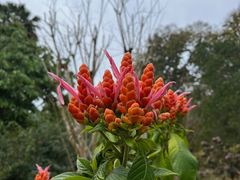 -中国科学院西双版纳热带植物园
