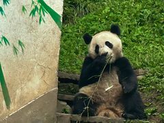 -中国大熊猫保护研究中心雅安碧峰峡基地