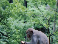 -黔灵山公园
