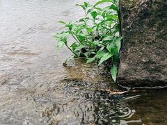 -MOJ coffee(瓯海泽雅水碓坑店)