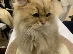 -安格丽娜·狗咖·猫咖羊驼咖(春熙路百盛商场店)